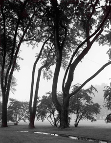 Silver maples at Meadow Edge Silver maples at Meadow Edge. Edsel and Eleanor Ford Estate. Photo by Carol Betsch.