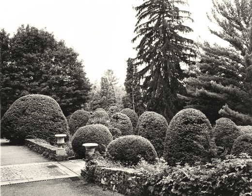 Arborvitae Allée Arborvitae Allée