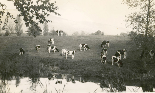 Northern State Hospital’s dairy farm's grass-fed Holsteins Northern State Hospital’s dairy farm's grass-fed Holsteins
