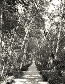 Birch Allée Birch Allée