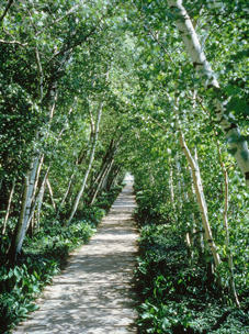 Birch Allée Birch Allée