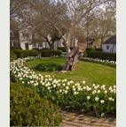 Arthur A. Shurcliff and the Making of the Colonial Williamsburg Landscape