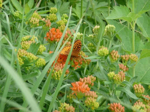 Butterfly on butterfly bush
