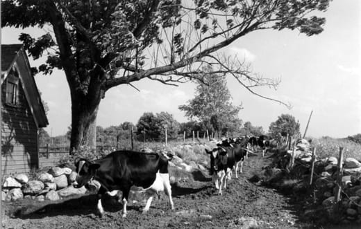 Cows in the lane at the Stimson Farm Cows in the lane at the Stimson Farm