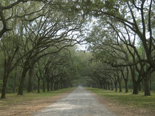 Live oaks at Wormsloe