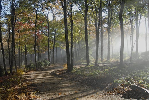 Woodland Glade.