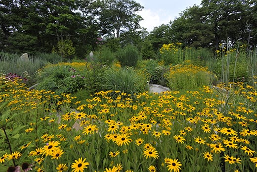 Black-eyed Susans in the Wildflower Labyrinth, summer.