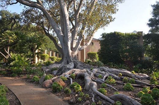 Morton Bay fig tree in Tropical Garden. Photograph by Derrik Eichelberger.