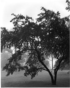 Crabapple at Edge of Great Meadow, 1996. Photograph by Carol Betsch.