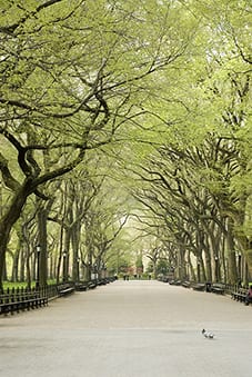 Mall, Central Park. Photograph by Sara Cedar Miller.