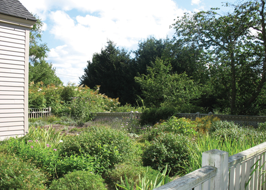 Heaths and heathers in terrace garden Heaths and heathers in terrace garden