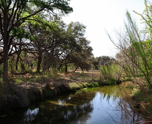 Honeycut Creek in early spring
