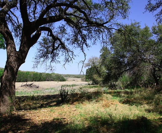 Lowland vista of live oak