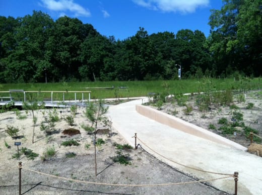 Native Flora Garden on opening day