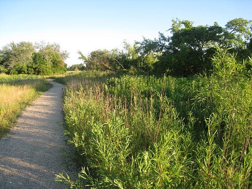 Jackson Park Bird Trail, Chicago, Illinois