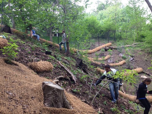 Volunteers remove invasive plants