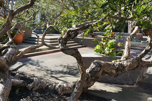 levi strauss plaza