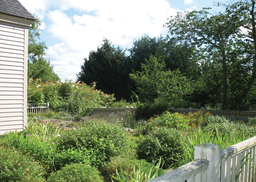 Heaths and heathers in terrace garden