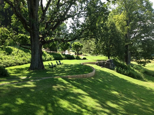Oak tree in restored south lawn