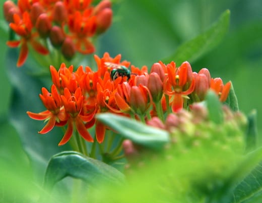 A bee stops for pollen on a butterfly weed 