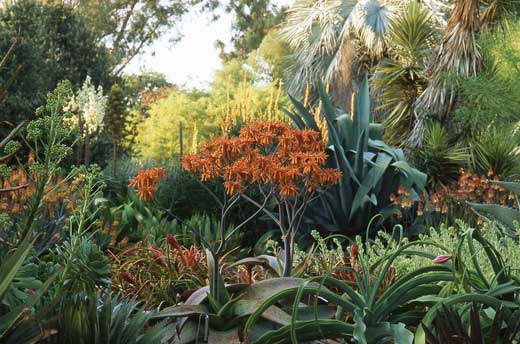 Ruth Bancroft Garden