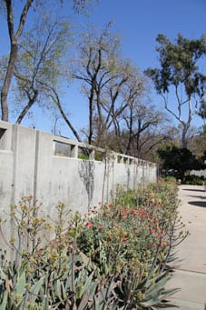 Planting, walkway at UC Riverside