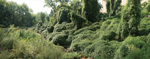 Porcelain berry (Ampelopsis brevipedunculata) and other invasive species choke native vegetation in Dumbarton Oaks Park