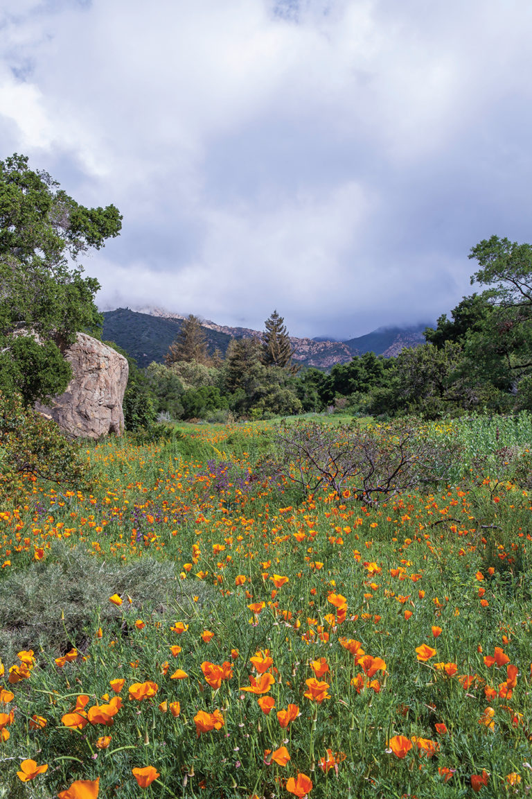 Going Native: Lockwood de Forest and the Santa Barbara Botanic Garden ...