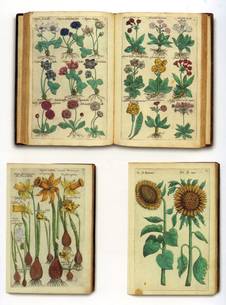 Plates from Emanuel Sweert, Florilegium (1612), from Gardening by the Book, page 37.