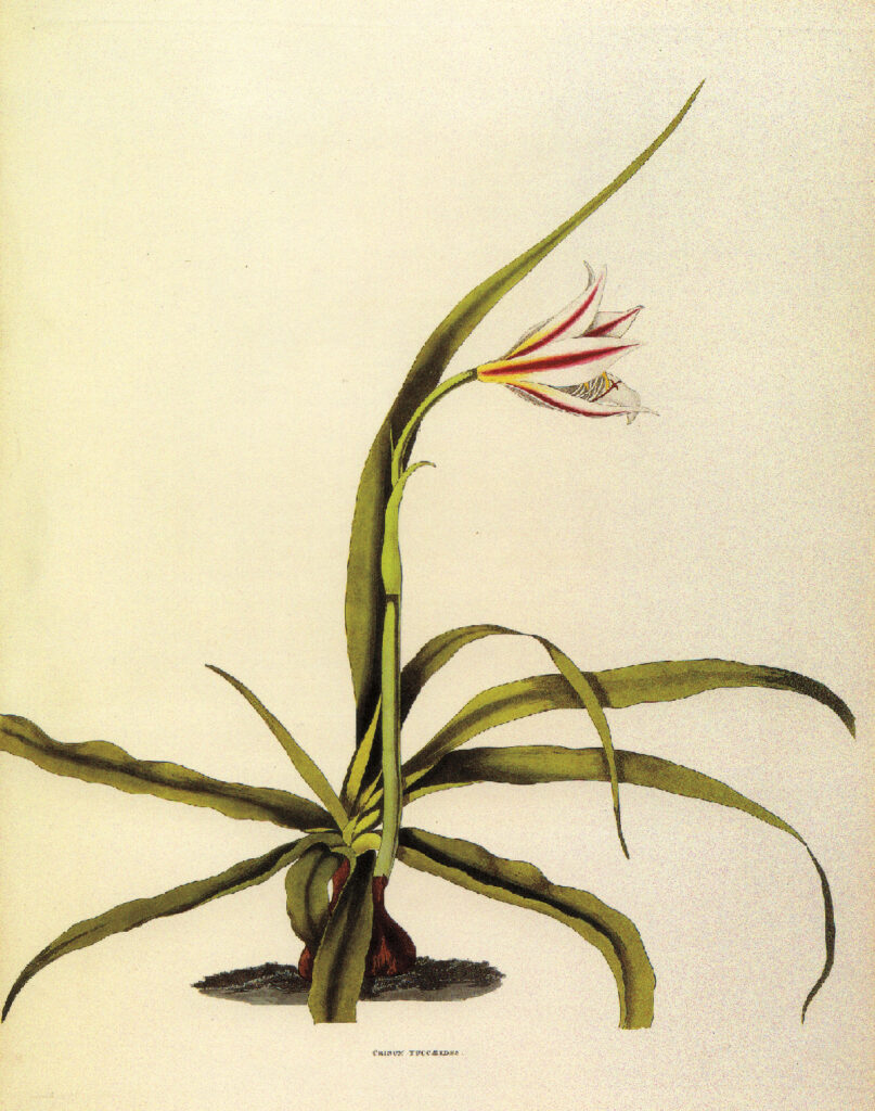 Crinum yuccaeides (milk-and-wine lily), plate from Priscilla Susan Falkner (Mrs. Edward) Bury (1799–1872), A Selection of Hexandrian Plants: Belonging to the Natural Orders Amaryllida and Liliaca (London, 1834).
